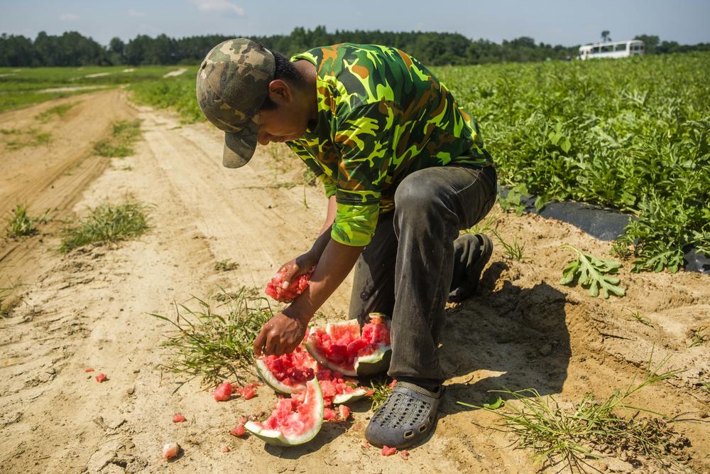 Some workers in the watermelon fields wash their hands with the warm water in the melons rather than with cold water at washing stations. They say in the heat, that’s less painful to the skin. 