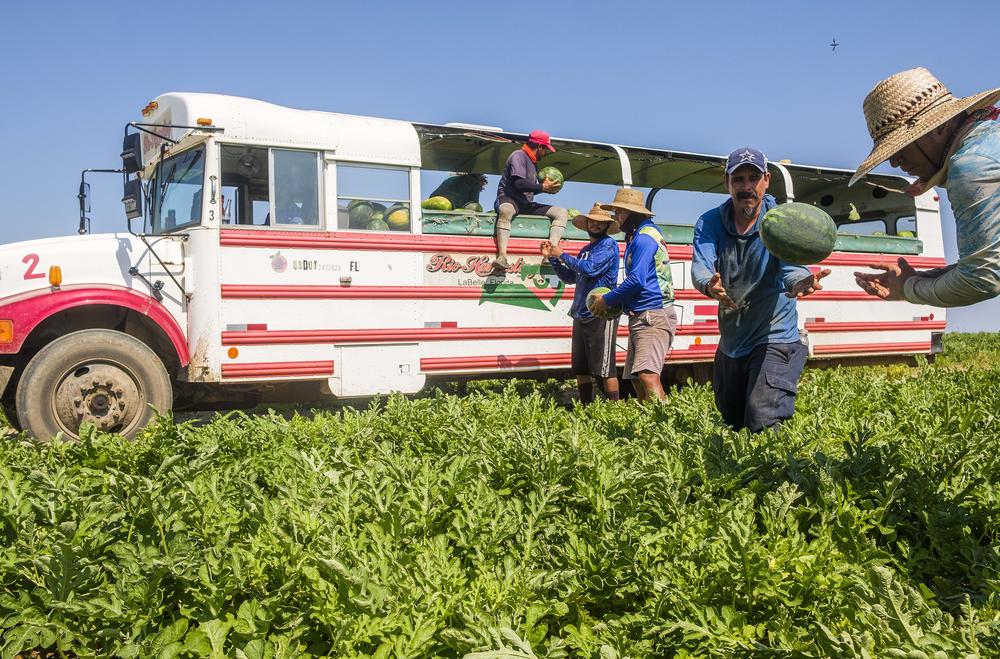 Trabajadores agrícolas cosechan sandias es un campo cerca de Rochelle en Junio. El equipo trabajen intervalos de 15 minutos antes de beber agua.