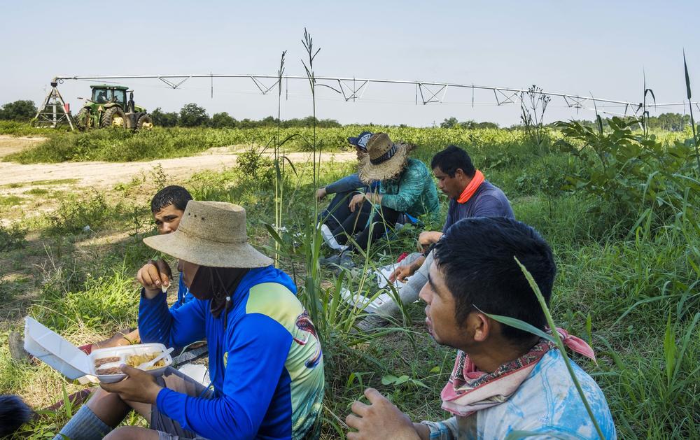 Trabajadores agrícolas de sandias comen en la sombra de un árbol. Sus jefes sientan adentro el tractor con aire condicionado en el fondo. 