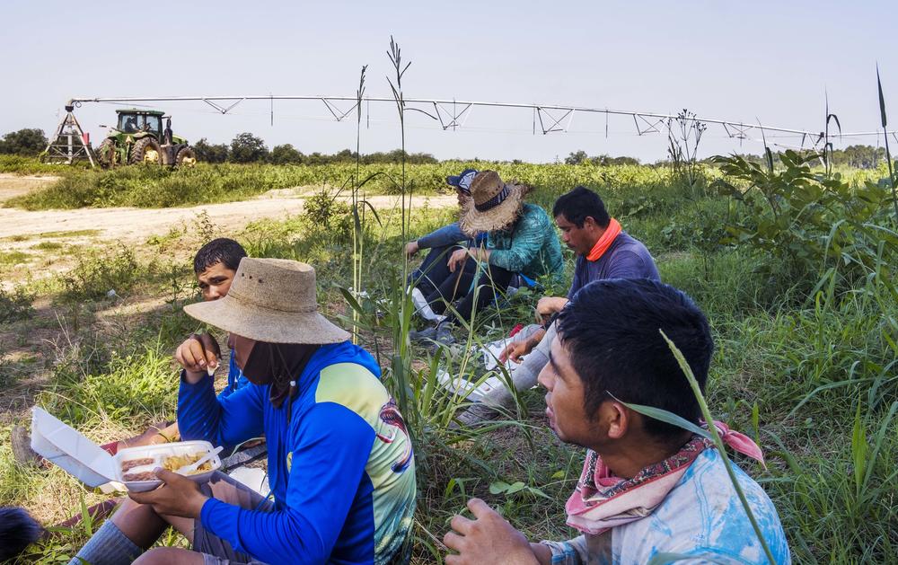 A crew of watermelon pickers lunches under a shade tree while their supervisors stay in the air-conditioned tractor in the background. 