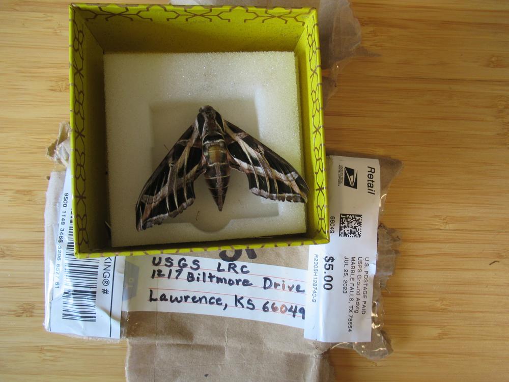 A Sphinx moth mailed from Texas to the USGS Lepidoptera Research Collection. 