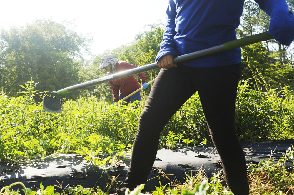 Silvia Moreno Ayala, background, leading a small crew in weeding a watermelon field near Rochelle, Ga. recently.  