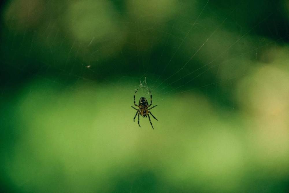 A spider in the center of its web