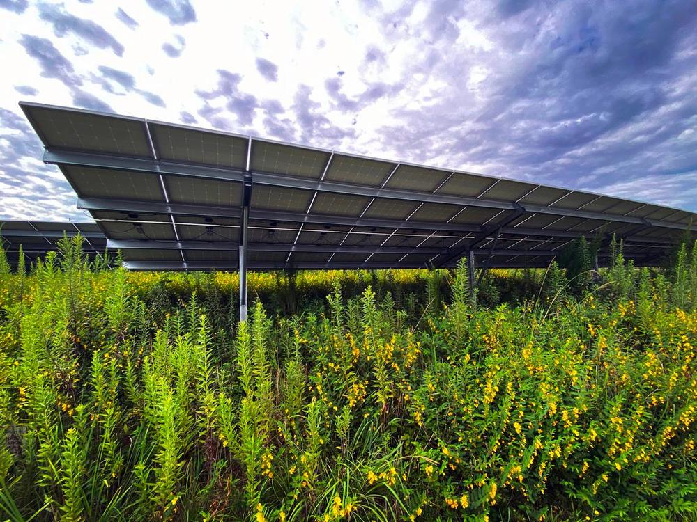 This pollinator research area is located underneath the right-of-way solar array that’s located along I-85 near exit 14 in LaGrange, Georgia. Mike Haskey / Ledger-Enquirer