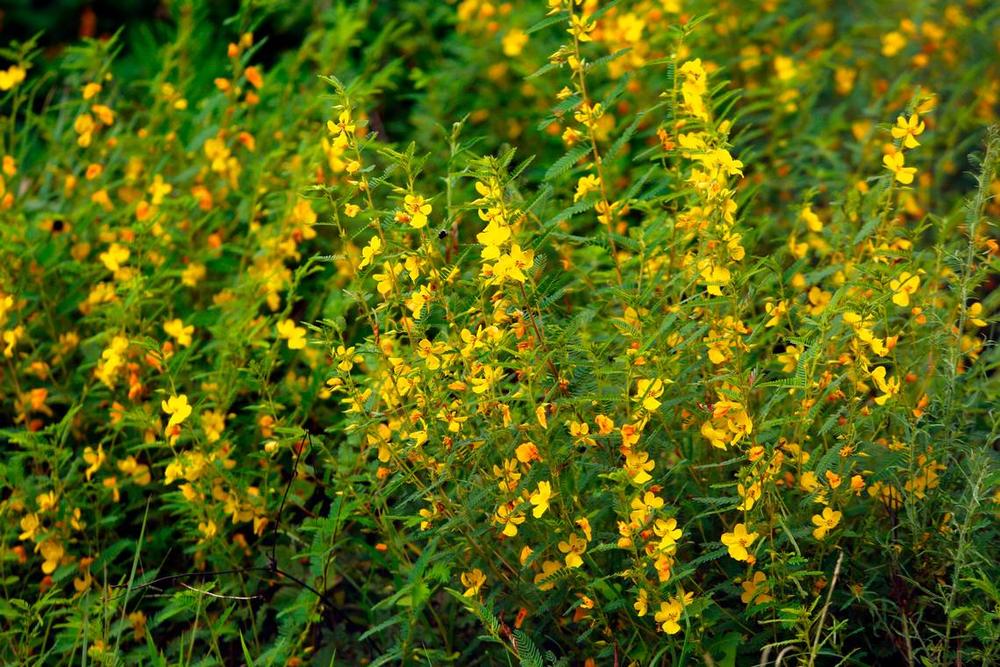 This pollinator research area is located underneath the right-of-way solar array that’s located along I-85 near exit 14 in LaGrange, Georgia. Mike Haskey / Ledger-Enquirer