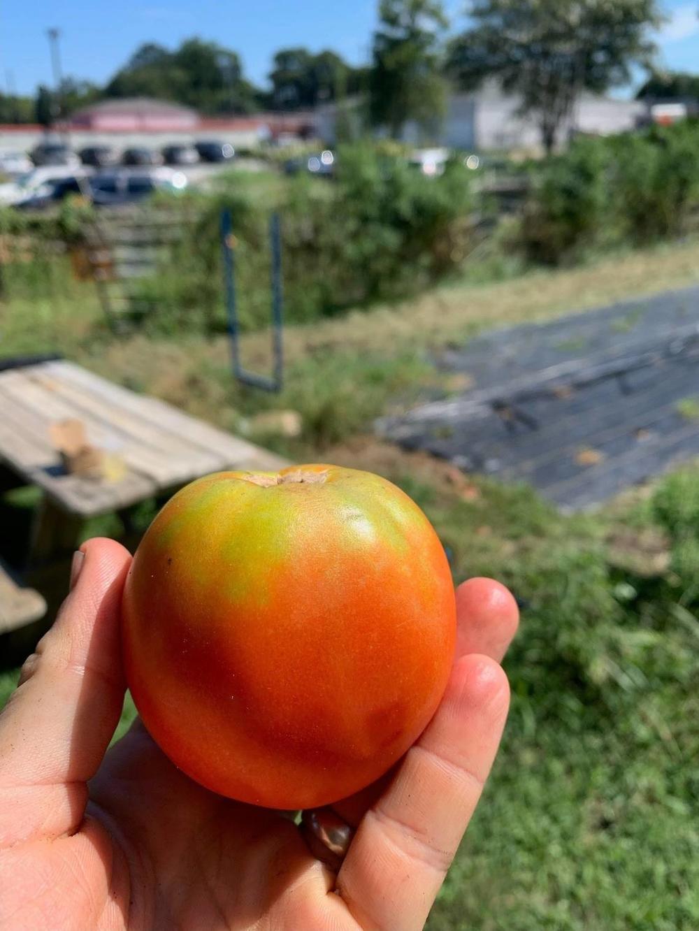 A tomato from MercyMed Farm that has yellow ‘shoulder stress’ from excessive heat. Photo taken August 16. Photo courtesy of Keith Sims. Keith Sims Keith Sims 