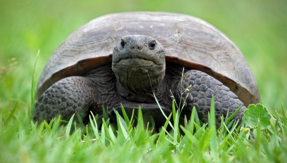 Gopher tortoise