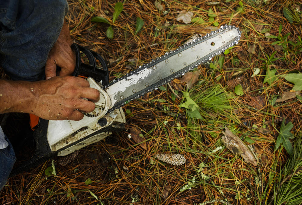  Checking on a chainsaw after got bound up in the trunk of a pine tree.  