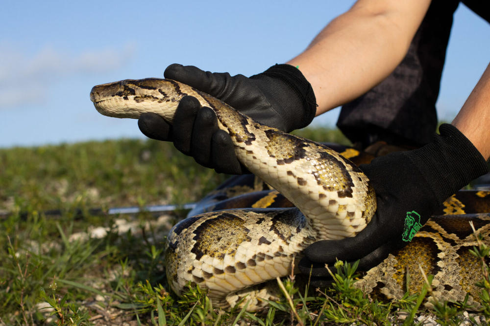 A handler holds a Burmese python for a photograph