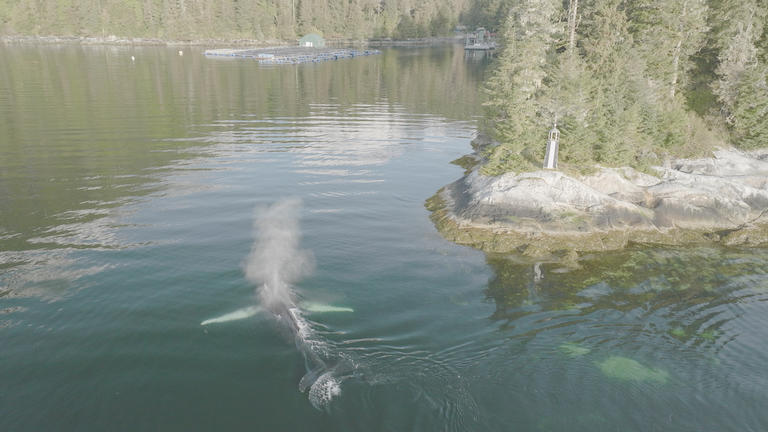 An Alaskan humpback whale swimming through the shallows near Hidden Falls Hatchery in Alaska.