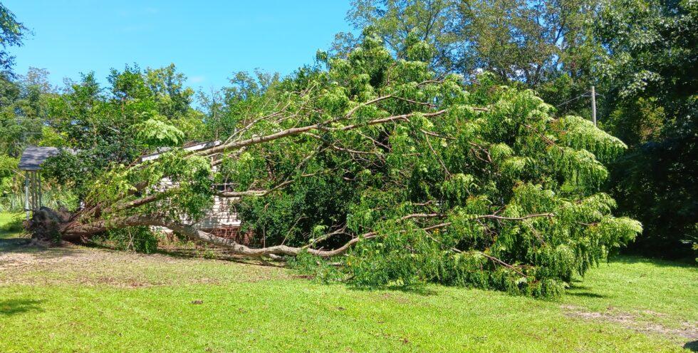Hurricane Idalia felled a large chinaberry tree in western Bulloch County Aug. 30.