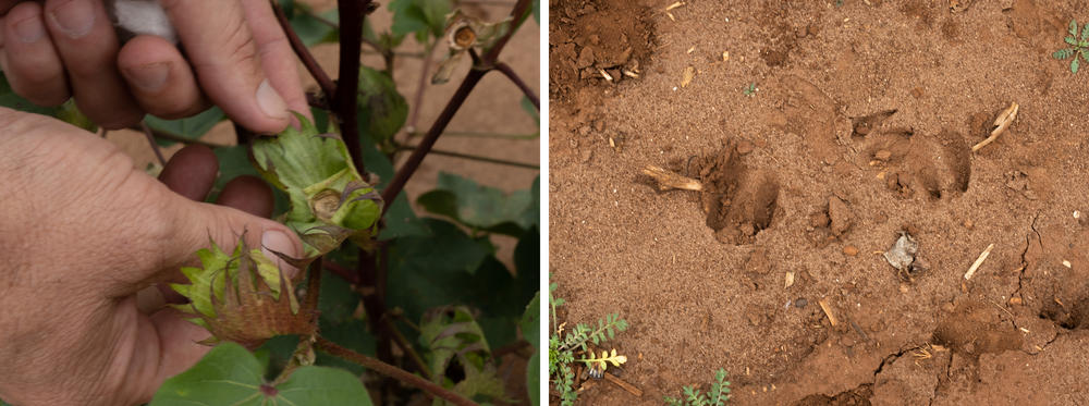 A young cotton boll, likely eaten by a deer, in one of Neil Lee's cotton fields (left). By the tree line, the cotton bushes in this field are surrounded by deer tracks (right).