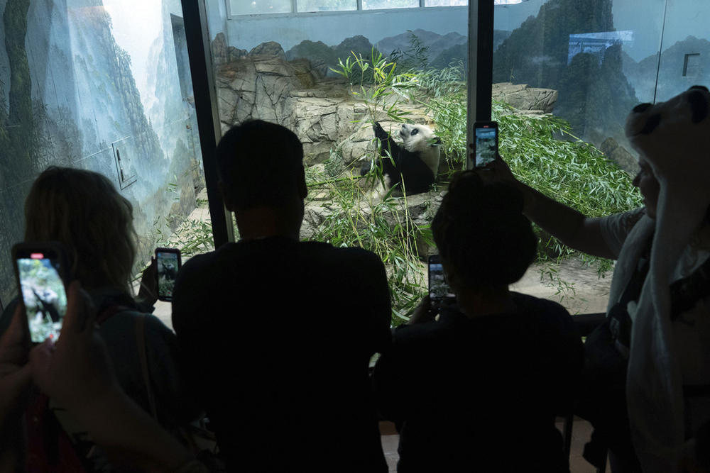 Visitors watch Giant panda Xiao Qi Ji as he eats bamboo in his enclosure at the Smithsonian's National Zoo in Washington, Thursday, Sept. 28, 2023. 