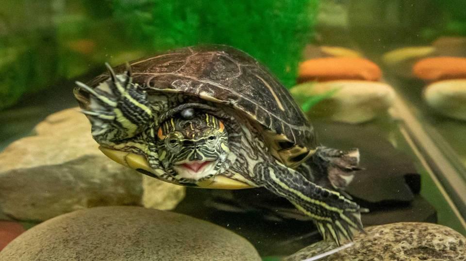 A red-eared slider turtle swims in a tank in Ohio in this file photo. A South Carolina native with a history of illegally trafficking turtles was charged with abusing 15 turtles at his east Macon home.