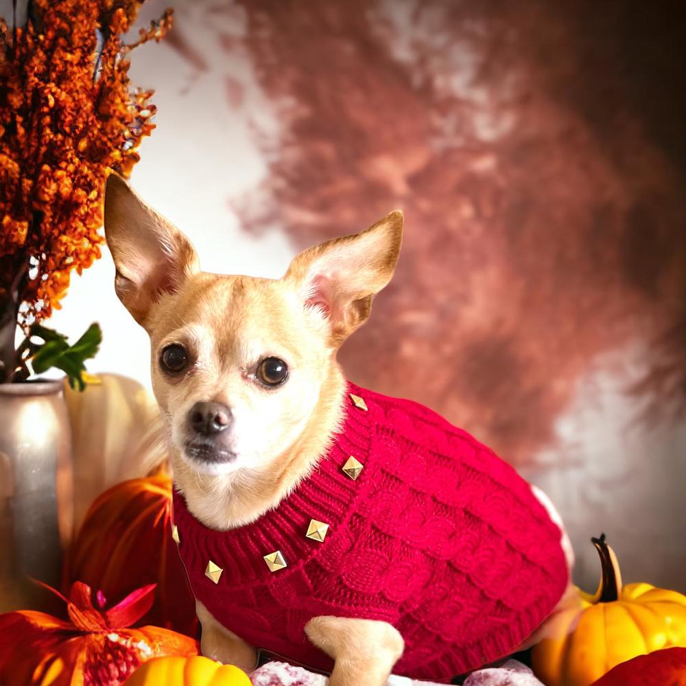 A dog in a red sweater