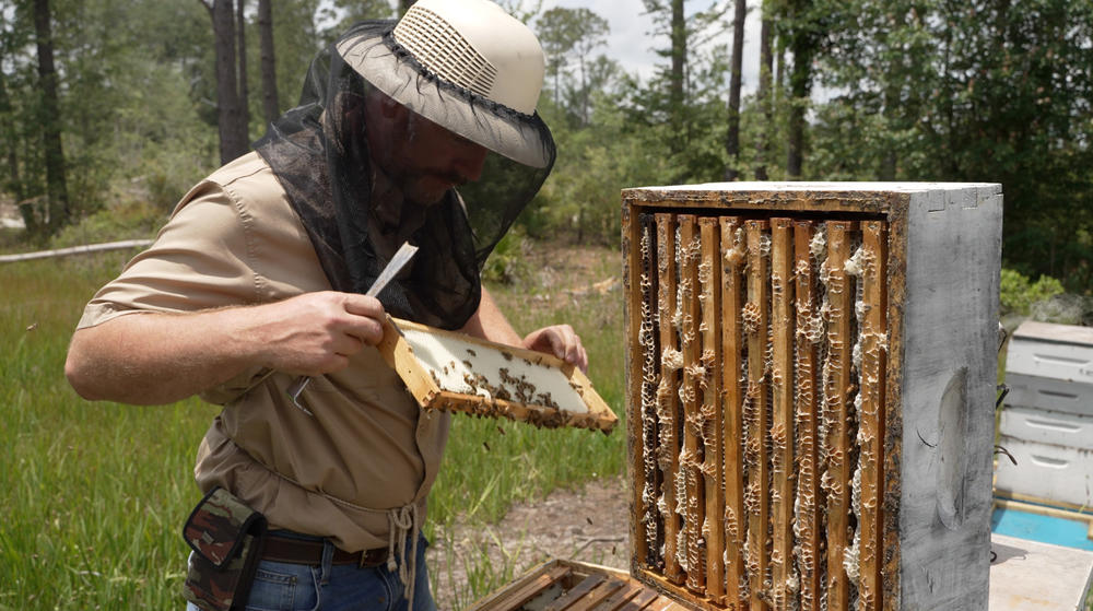 Ben Bruce works with a beehive