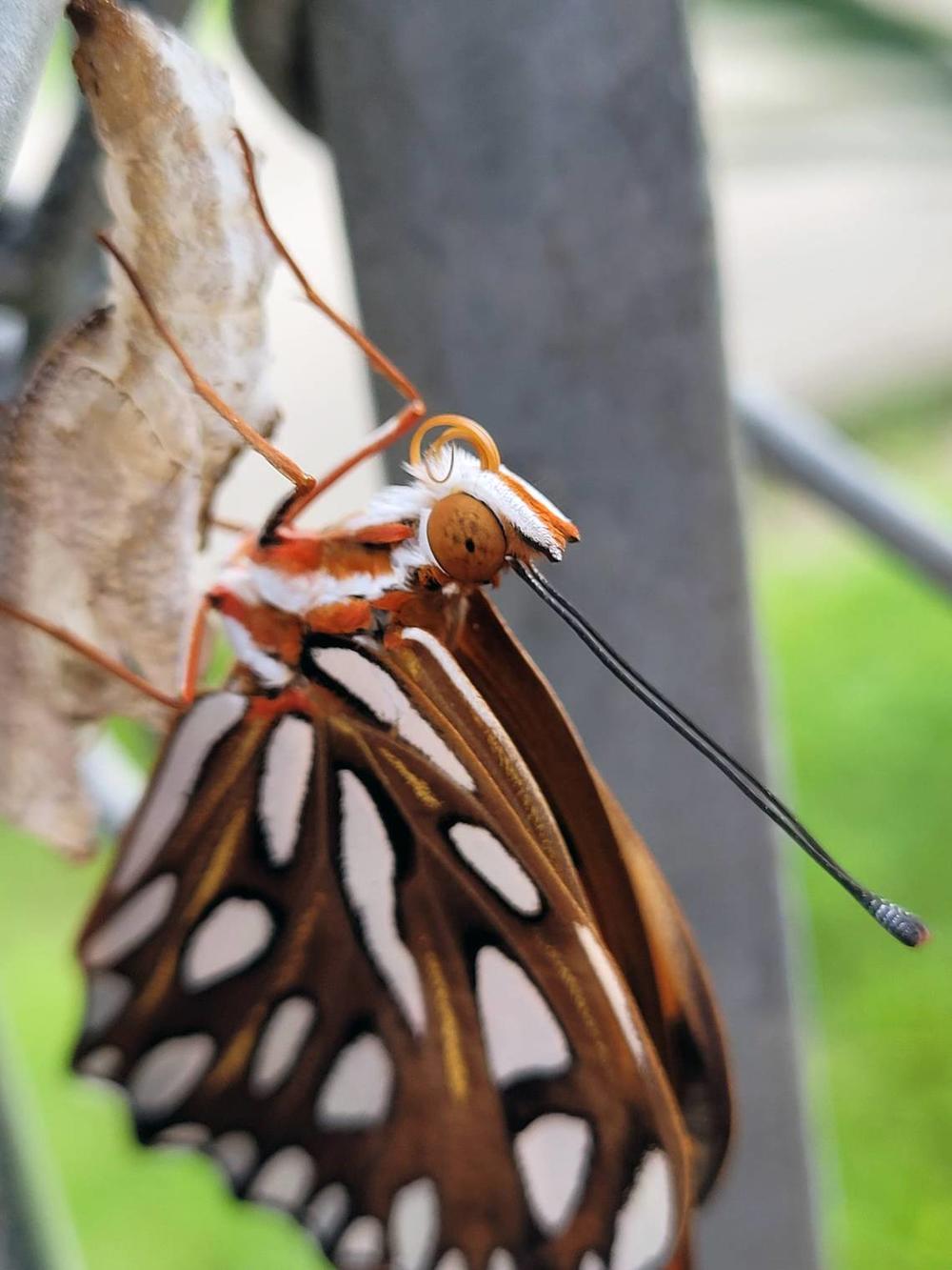 A Gulf butterfly emerges from a cocoon in Desensi’s yard. Photo courtesy of Ashley Desensi  