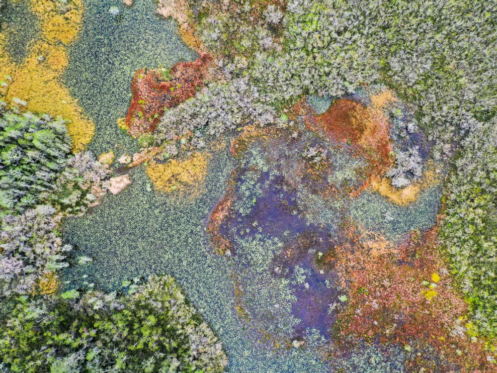 Aerial view of the Okefenokee in April.