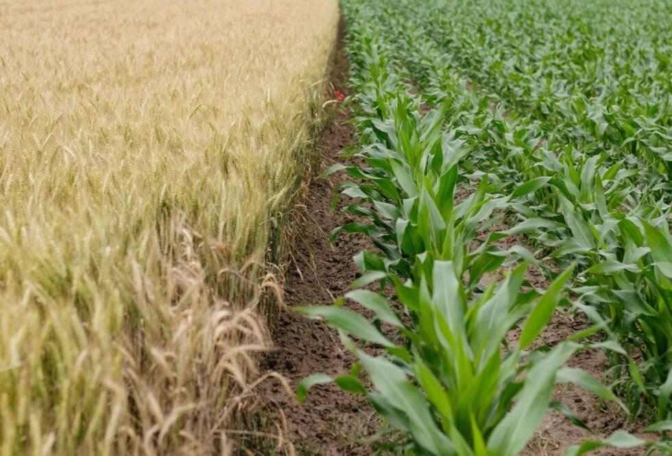 field