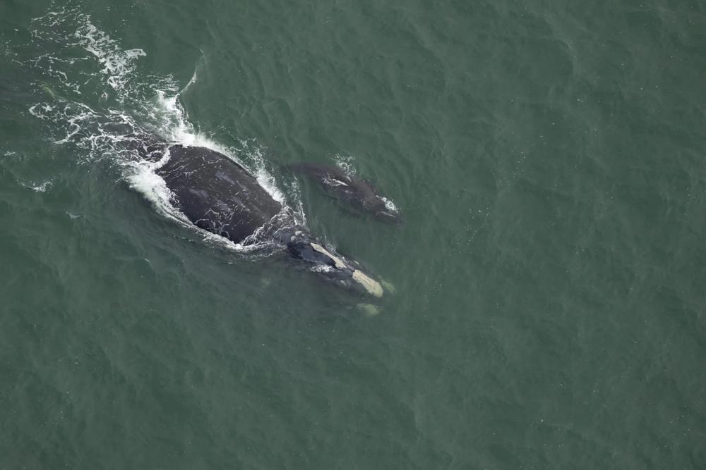 A North Atlantic right whale nicknamed Juno swims with her new calf off the coast of South Carolina. This is the first documented mother/calf right whale pair of the 2023-2024 calving season. Credit: Clearwater Marine Aquarium Research Institute, taken under NOAA permit #26919. Funded by United States Army Corps of Engineers.
