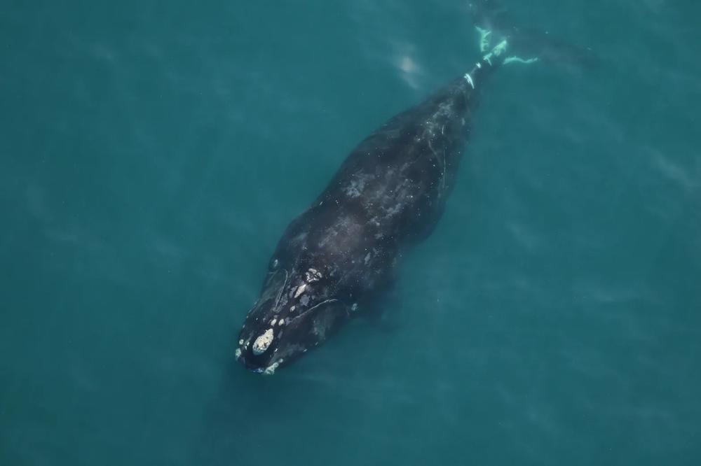 A right whale nicknamed Horton was sighted approximately 14 nautical miles off Tybee Island on Nov. 18, 2023. Also identified as Catalog #3360, she is at least 21 years old and was seen traveling with another adult female, Catalog #3320, Braces. Credit: Clearwater Marine Aquarium Research Institute, taken under NOAA permit #26919. Funded by United States Army Corps of Engineers.