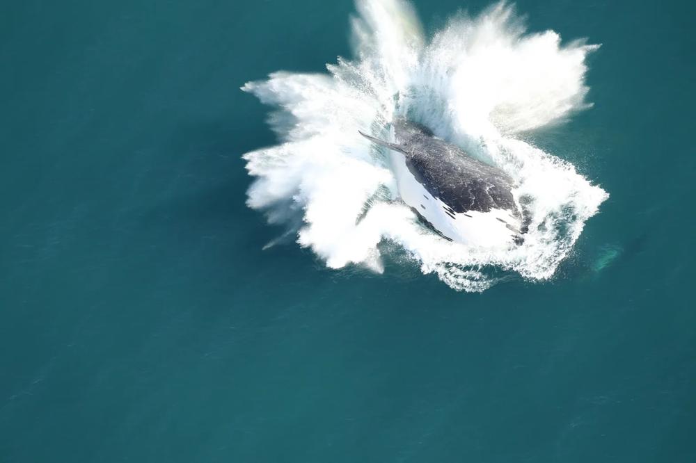 Adult female right whale, ‘Horton’, seen breaching approximately 14 nautical miles off Tybee Island in Georgia on Nov. 18, 2023. Credit: Clearwater Marine Aquarium Research Institute, taken under NOAA permit #26919. Funded by United States Army Corps of Engineers.