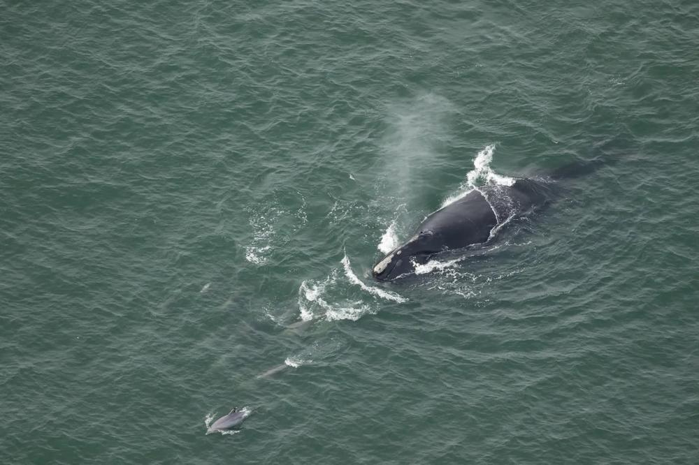 Right whale Catalog #1703, ‘Wolf’ was sighted approximately 2NM offshore near the VA/NC border on Nov. 15, 2023. Catalog #1703 is a 37-year-old female and potential mother this winter. Credit: Clearwater Marine Aquarium Research Institute, taken under NOAA permit #26919. Funded by United States Army Corps of Engineers.