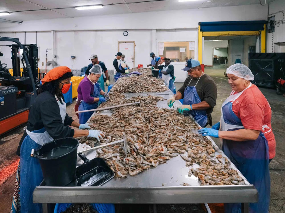 Workers at the Smith and Sons Seafood company tediously de-head shrimp in a large refrigerated room. It’s a job that has to be done by hand. 