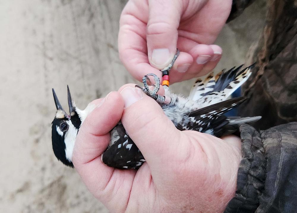 One of six red-cockaded woodpecker birds relocated from Fort Stewart to Sprewell Bluff. 