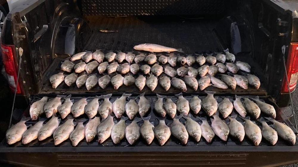 fish