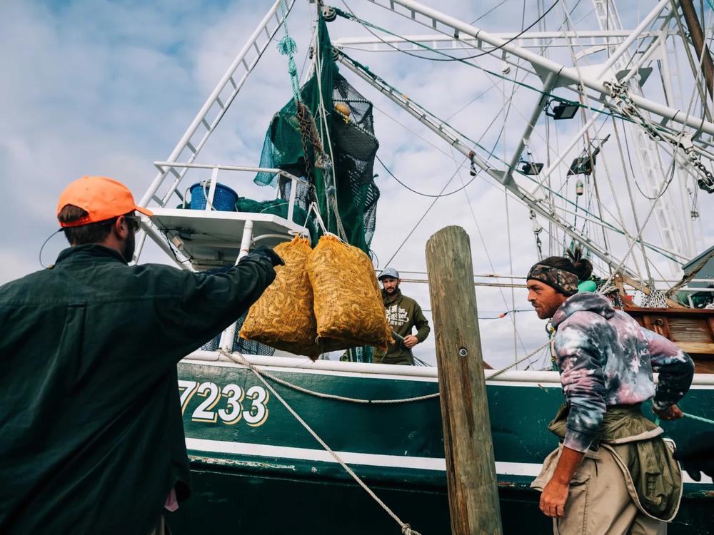 Frozen shrimp are unloaded at the Lazaretto Packing Company on Tybee Island. Bags of frozen shrimp are then placed on pallets, weighed, and loaded on a truck to be shipped to a packaging facility. Credit: Justin Taylor/The Current