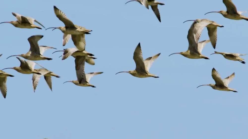Far Eastern Curlews migrating in a flock. Maaroom, Australia.