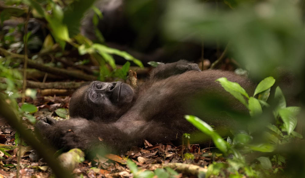 A gorilla asleep in the jungle.