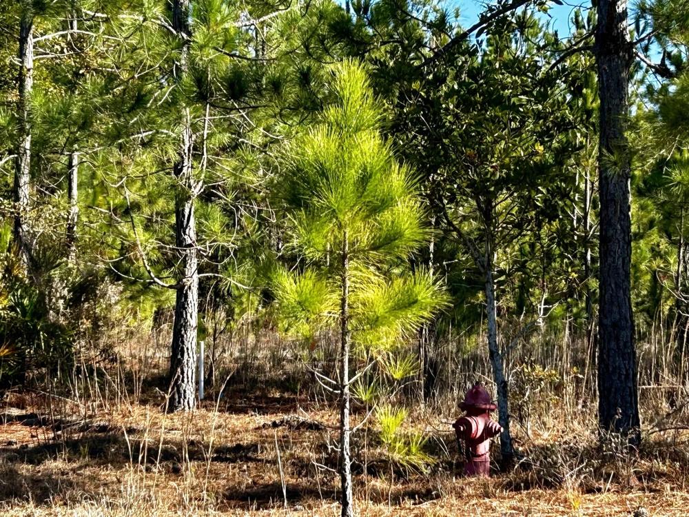 A non-working private fire hydrant in the woods next to the Maybank Village Condominiums, Hinesville, Dec. 21, 2023. Credit: Robin Kemp / The Current