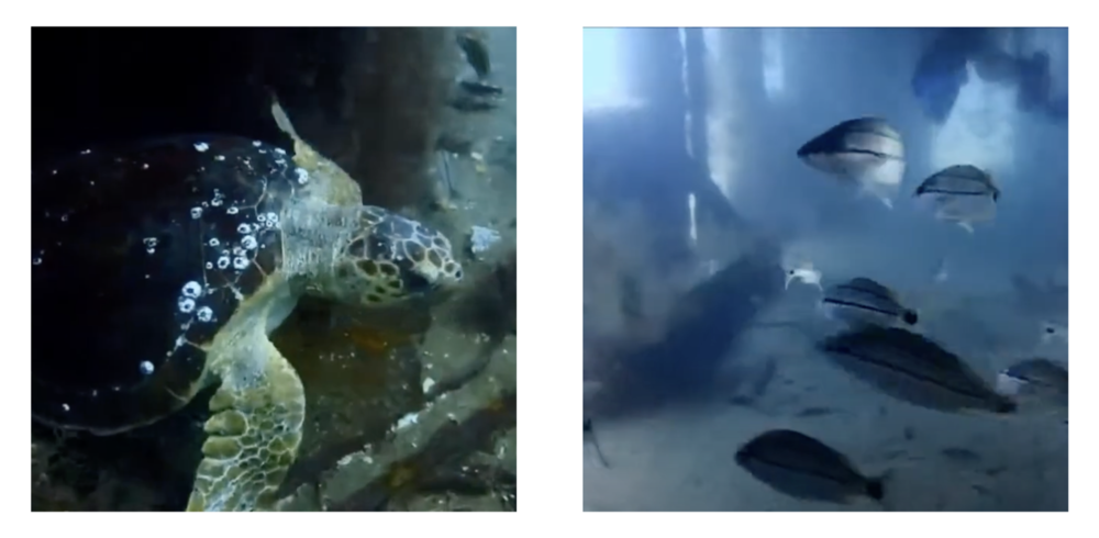 Sea turtles and fish are shown in a 2015 video still filmed inside a previously deployed subway car  at Artificial Reef L off Georgia's coast.