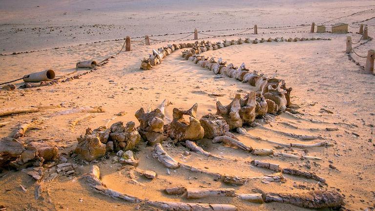 A very long and large fossilized skeleton.