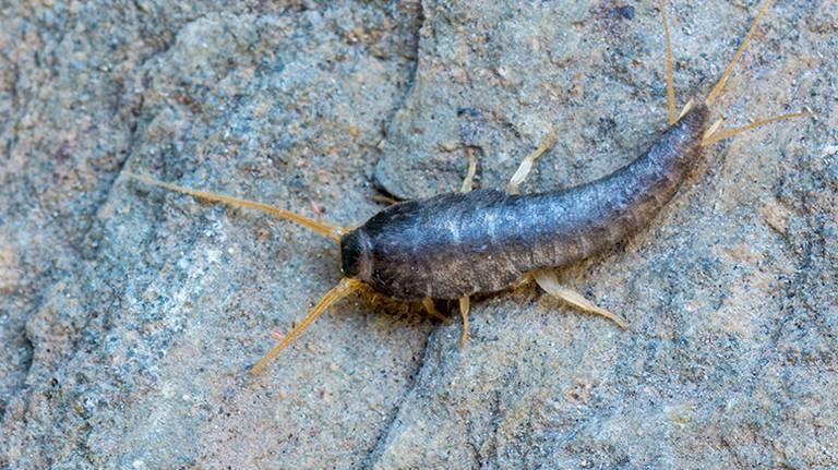 Silverfish