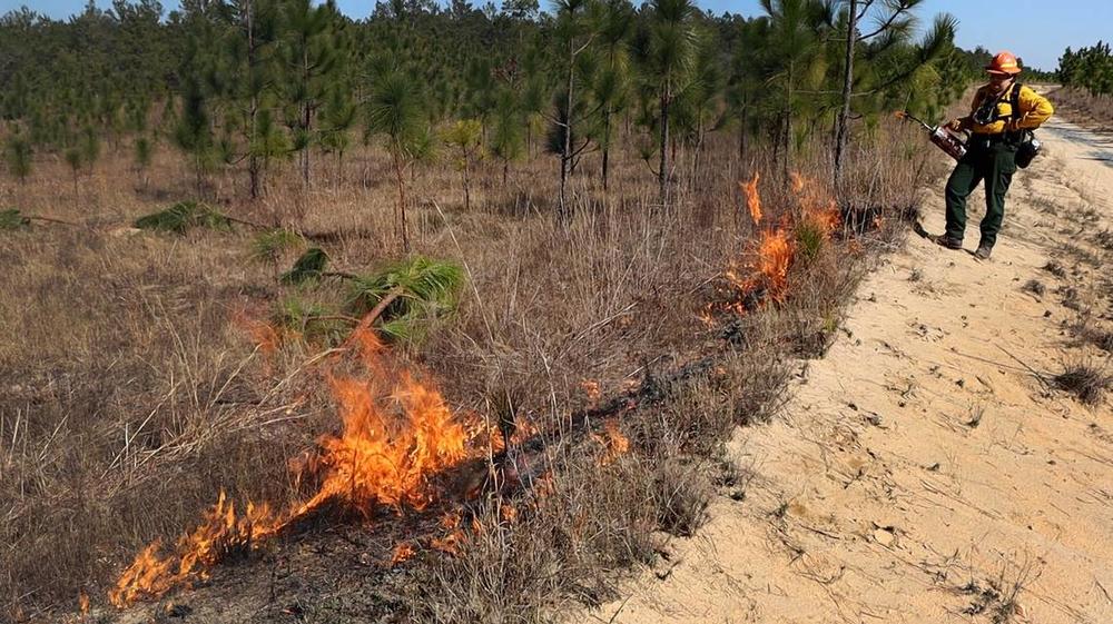 Eli Carrol begins the burn, their first prescribed fire, creating “black” on perimeter of the dirt road at Sand Hill Wildlife Management Area. Kala Hunter khunter@ledger-enquirer.com  