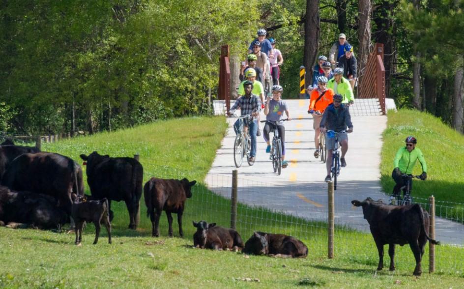 A group of people is shown biking on a paved trail that passes by a group of cows.