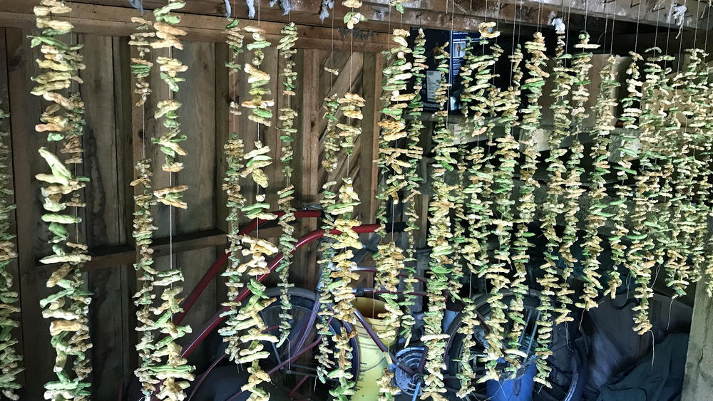 Rows of dried green beans hanging up to dry