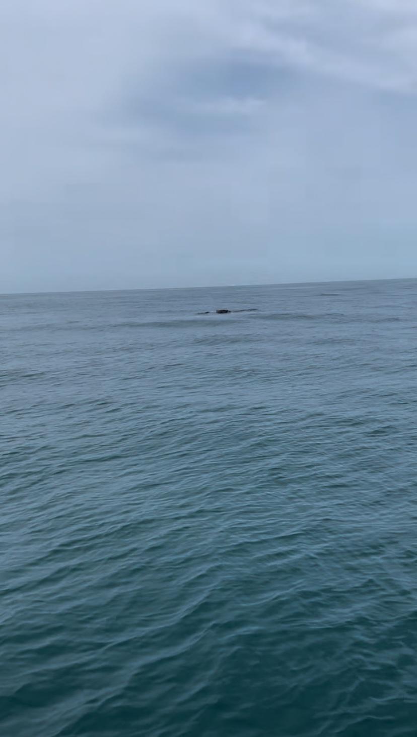 Right whale Catalog #3590 ‘Dog-ear’ and calf sighted and reported by fishermen offshore of Cape Canaveral, FL. Right whales can be difficult to spot even in good weather. Unusual or persistent white water with a small amount of black is often all that is visible.