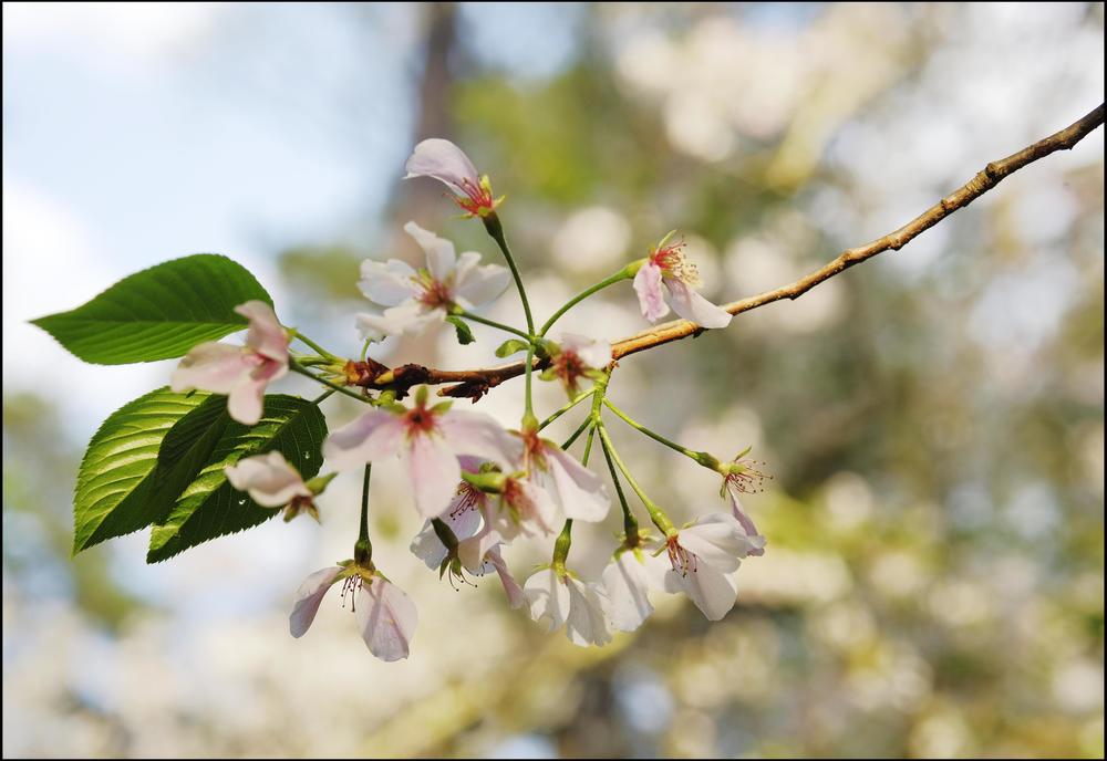 Yoshino cherry trees need lots of time in the cold just to ramp up top making flowers. In recent years when those chill hours have gone missing, the trees have skipped straight to green leaves. 