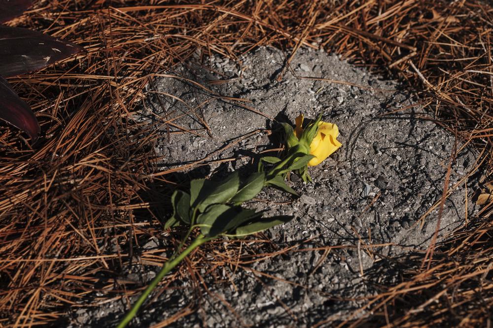 A rose left atop cremated remains after the short ceremony scattering the remains of 166 people in Macon's Rose Hill Cemetery Thursday. 