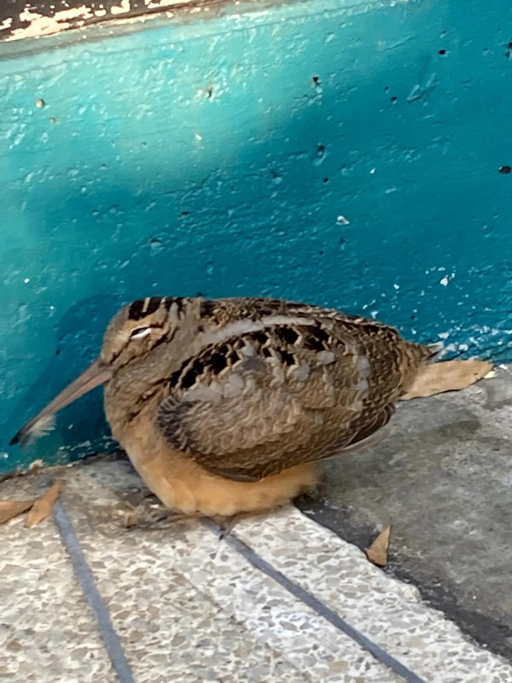 American woodcock