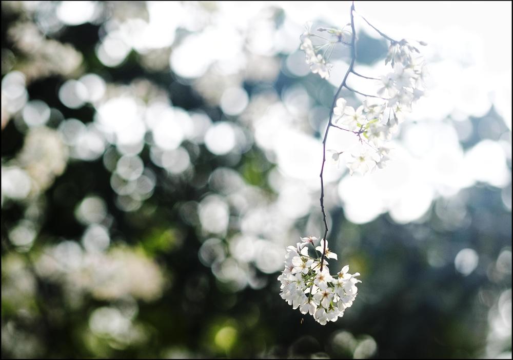 Macon cherry blossoms in their final hours. 