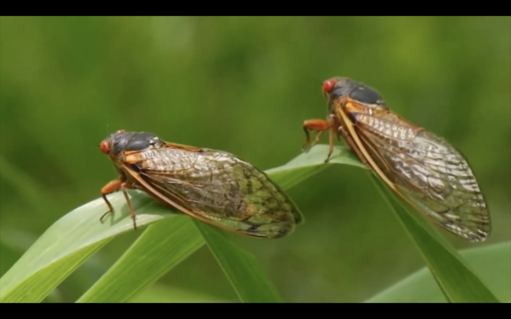 a pair of red-eyed cicadas