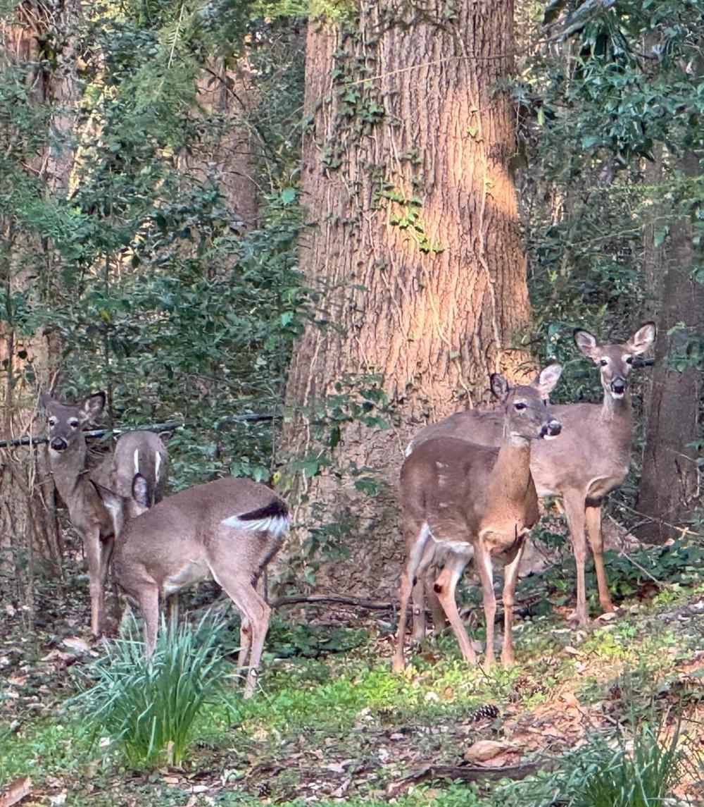 "Over the last 40 years, I’ve seen scraggly wildlife in this urban zip code but never creatures of this size - in robust heal