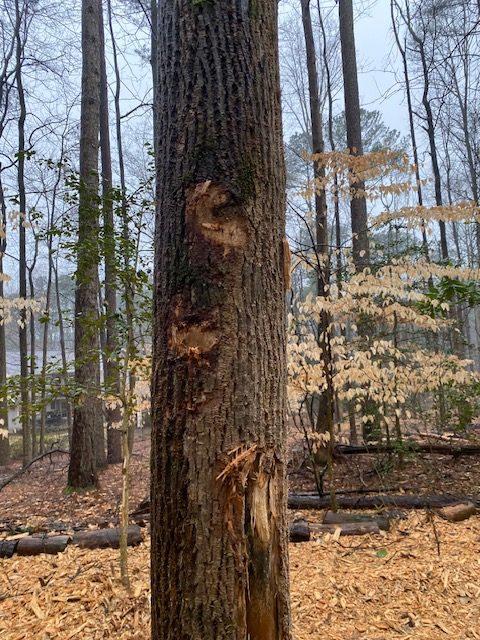 Scarred tree at the Dunwoody Nature Center