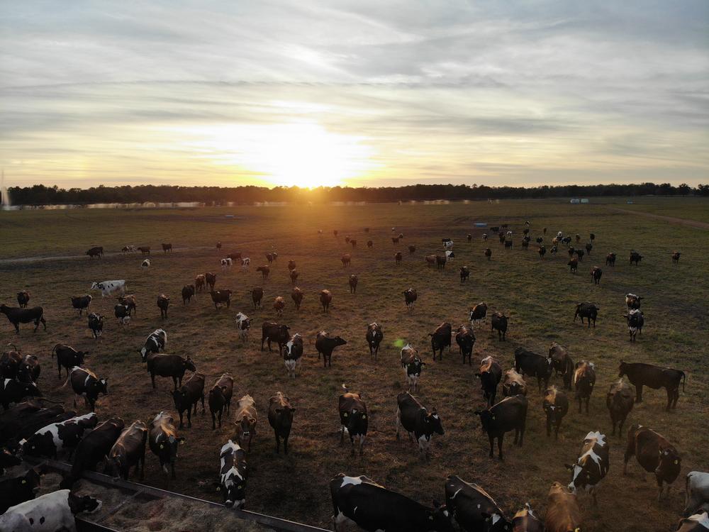 Cows at Sweet Grass Dairy