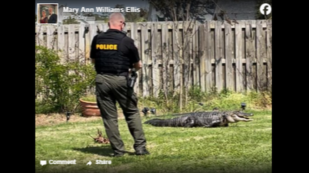 A family living in eastern Georgia found this alligator hiding in their fenced-in backyard. It’s unclear how it got there. Facebook 